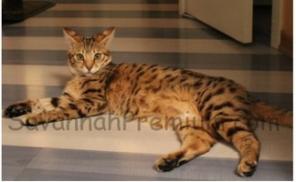 Котята Саванна F3