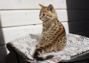 Котята Саванна F3