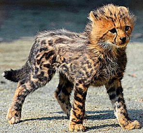 ������ ������� ����� �� �������� ���������.