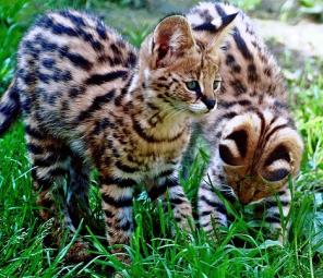 ������ ������� ����� �� �������� ���������.