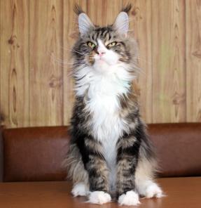 Огромная кошка и котята Мейн Кун