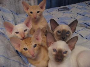 Сиамские и ориентальные клубные котята
