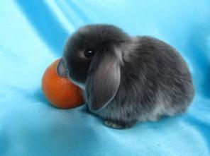 ������������ ���������� �������, �������� � ������