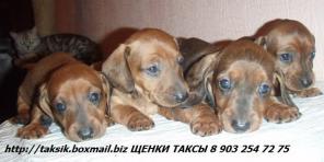 ТАКСА
