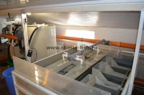 Бизнес под ключ. Разведение осетра в УЗВ.