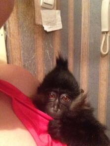 ������ ��������