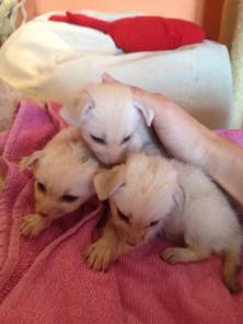 ������ �����.