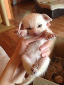 ������ �����.