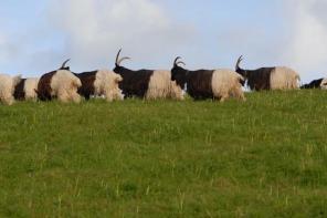 ���� ��������� ������ ����� � ���.  ������