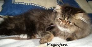 Персидский котик модного окраса