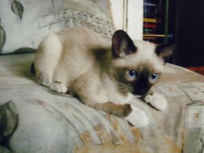 Продам сиамских котят