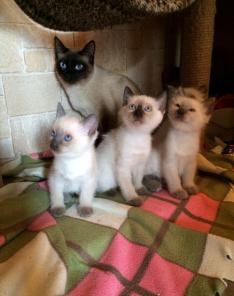 ���������� , ������������ , ������� �������� �������. ������� 2.5 ������ . ����� �������, ��� ��������  ����� � ����, ��� "�����-������"))) ��� �����, ������� ����� ������ ����� � ��������. ����� ������ � ��������. ������ ���� . �������� ��������� �������