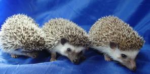 ����������� ���������� ����� ������