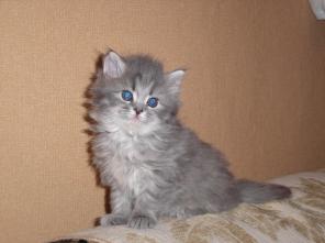СИБИРСКАЯ КОШЕЧКА 1,5 МЕСЯЦА