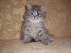 СИБИРСКАЯ КОШЕЧКА 1,5 МЕСЯЦА