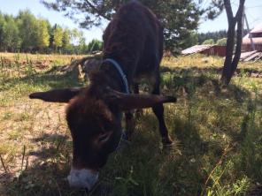 ���������� �����