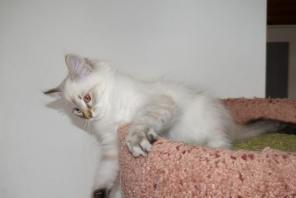 ������� ����������� �����