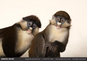 ������ ��������, �����, ��������, ������, ��������