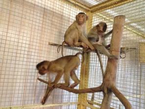 ������ ����� ��������, �����, ��������, �����