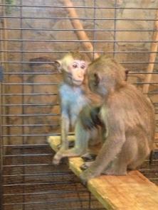 ������ ����� ��������, �����, ��������, �����