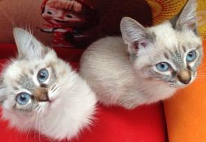 ����� (������� �����������) ������� � �������