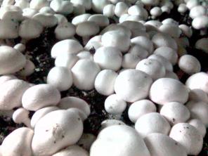 ����������� ������