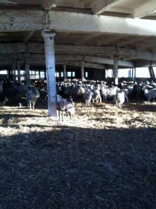 ������ �������� ����� �����