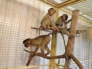 ������ ��������, �����, ��������, ������, ��������