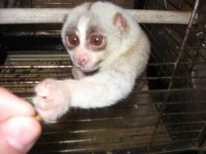 ������� ����� ���� (������)