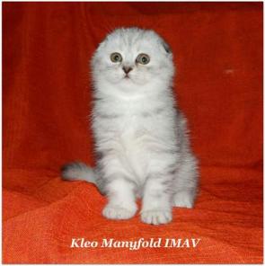 Шотландская клубная кошечка.