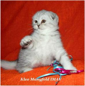 Шотландская клубная кошечка.