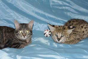 Продам котенка СЕРВАЛА(Felis serval или Leptailurus serval) ВИДЕО!!! www.animalsimport.ru !