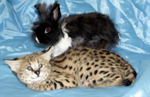 Продам котенка СЕРВАЛА(Felis serval или Leptailurus serval) ВИДЕО!!! www.animalsimport.ru !