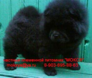 Чау чау щенки шоу класса РКФ, будущие чемпионы, мощные, с шикарной шерстью