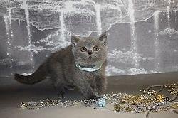 Котята от заводчиков