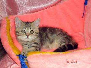 Шотландский мраморный котенок