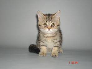 Шотландский мраморный котенок
