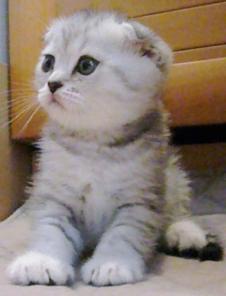 Шотландские котята золотого и серебристого окраса