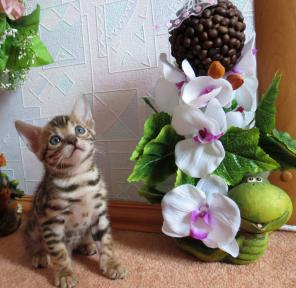 бенгальские котята