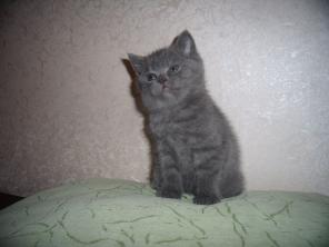 Британские и Шотландские вислоухие котята