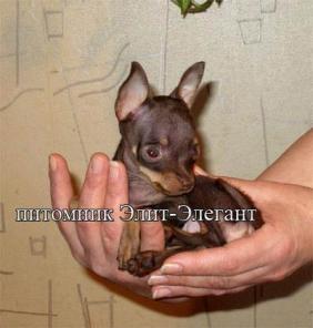Русский Той-терьер продаются щенки, кобели для вязки