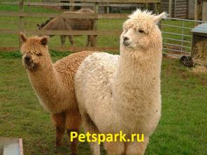 ������� �������, �����, ����, �������, ������, ����, ������� ����� � ���. (������)