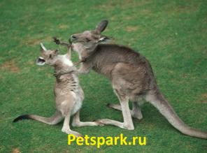 ������ ������� �����, �������, �����, �������, �����, ����� ����� � ���