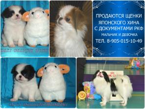 Щенки японского хина