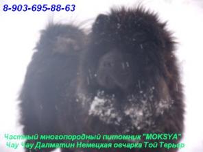 Чау чау щенки шоу класса РКФ, из питомника MOKSYA, линия чемпионов