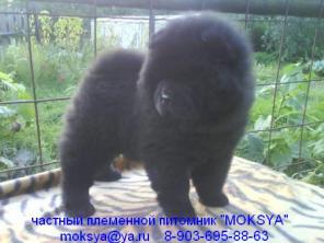 Чау чау щенки шоу класса РКФ, из питомника MOKSYA, линия чемпионов