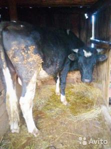 ������ ����