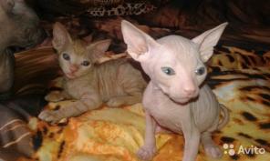 Котята донского сфинкса