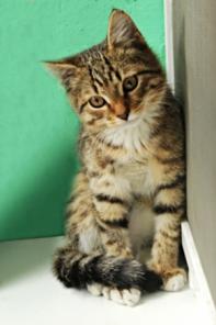Котенок Торо ищет хозяина