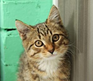 Котенок Торо ищет хозяина